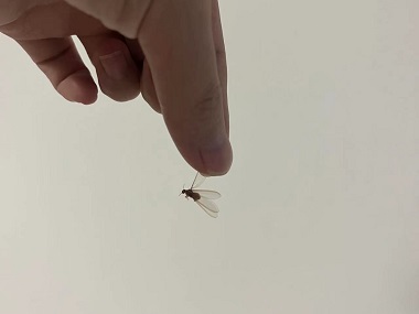 万顷沙杀灭白蚁公司家中出现白蚁是怎样产生的