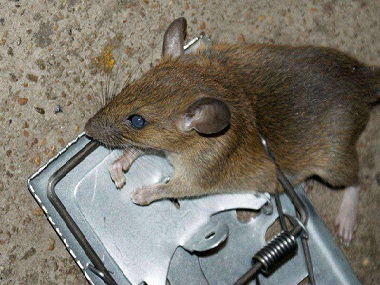 榄核鼠害防控站——如何防止老鼠进入室内