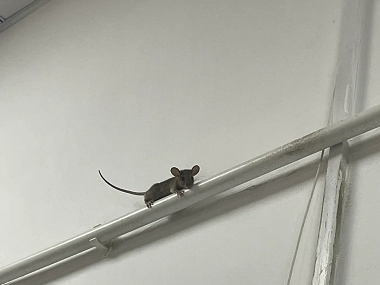 东涌控制病媒生物站卧室和书房灭鼠怎样布置捕鼠笼