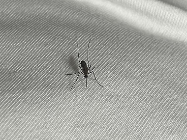 榄核专业灭蚊子机构清除蚊虫孳生地消灭蚊虫行动